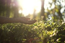 A hand touching a small plant
