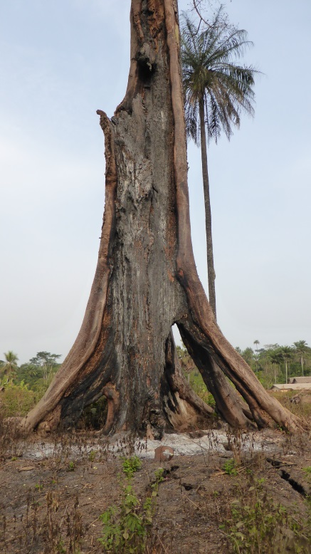 Burned Cotton tree.JPG